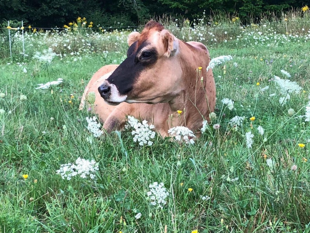 Tentrr - Terra Optima Farm