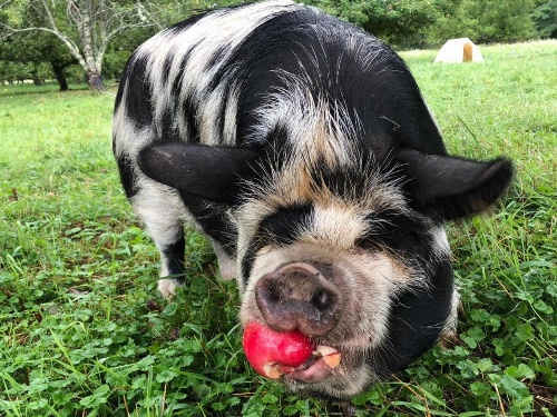 Tentrr - Terra Optima Farm image 7